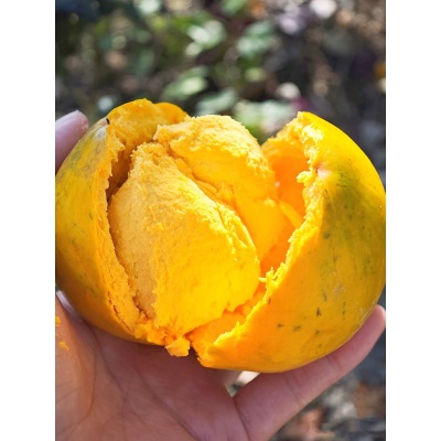海南蛋黄果新鲜5斤粉糯鸡蛋果热带水果当季现摘热带特产狮头果