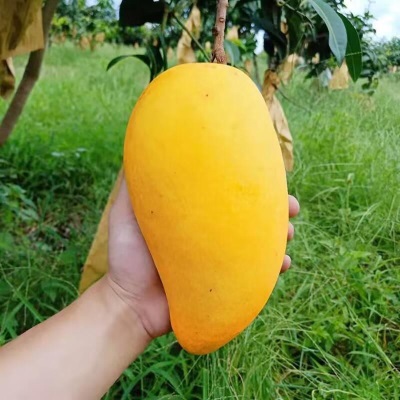 海南金煌芒新鲜水仙芒果斤装整箱薄皮当季孕妇水果果园直发包邮