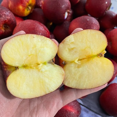 广州江南批发直发【顺丰】新西兰太平洋红玫瑰苹果NZQUEEN4122脆