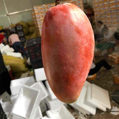 贵妃芒新鲜水果海南芒果当季水果红金龙贵妃芒果现摘现发香甜多汁