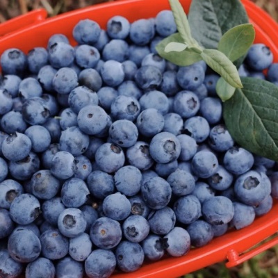 云南花香蓝莓 代发L25顺丰果园直发鲜果花香特大果脆甜新鲜水果