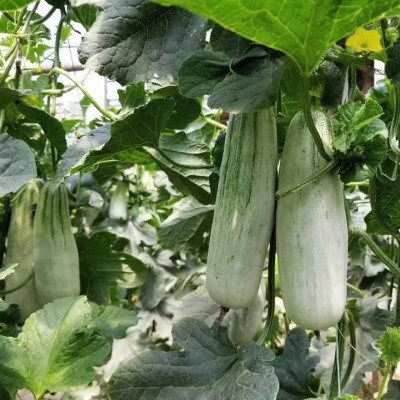 新鲜羊角蜜甜瓜现摘博洋蜜瓜香瓜一件代发现货松脆薄皮脆瓜水果