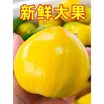 海南蛋黄果新鲜5斤粉糯鸡蛋果热带水果当季现摘热带特产狮头果