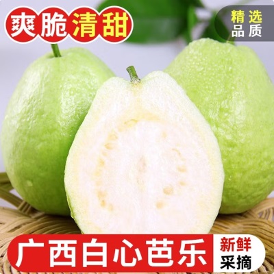 广西白心芭乐白心番石榴脆甜熟后软糯好吃现摘白心绿色食品