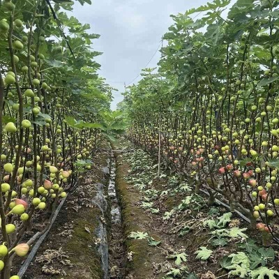 四川云南无花果产地直发波姬红无花果包邮新鲜水果无花果一件代发