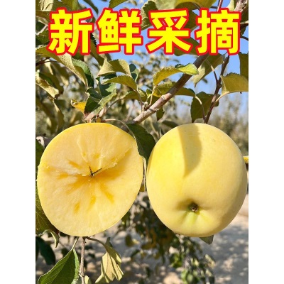 山东烟台黄金奶油富士新鲜9斤应当季水果脆甜冰糖心奶油苹果整箱