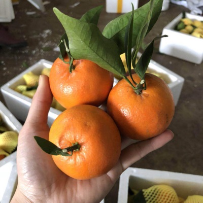 微花皮广西武鸣沃柑新鲜水果沃柑当季时令柑桔橘子汁多现摘现发香