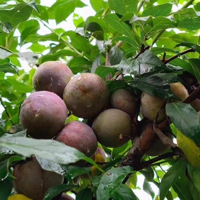 新鲜广东正宗三华李应当季新鲜酸甜脆特大果李子孕妇水果整箱包邮