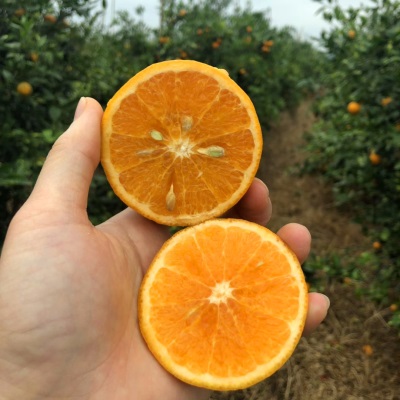 微花皮广西武鸣沃柑新鲜水果沃柑当季时令柑桔橘子汁多现摘现发香