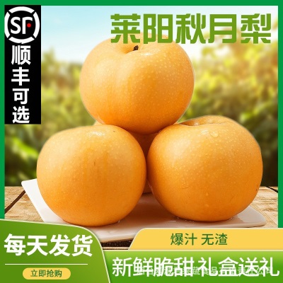 批发莱阳秋月梨新鲜 水果5斤脆甜多汁当季采摘整箱冰糖山东秋月梨