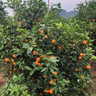 微花皮广西武鸣沃柑新鲜水果沃柑当季时令柑桔橘子汁多现摘现发香