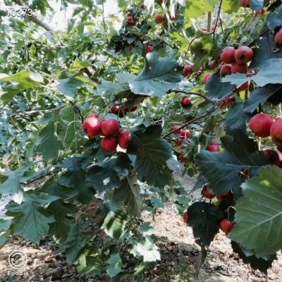 新鲜山楂果山东大五棱山楂大五棱小石榴酸楂糖葫芦原料5斤非甜红