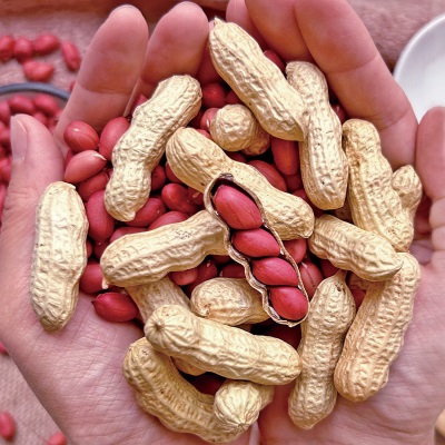 带壳红皮花生2025新货农家新鲜四粒红花生米自然晒干种子生的新货