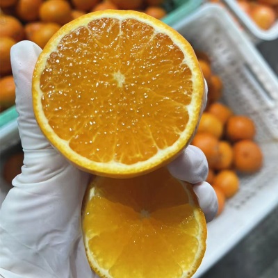 微花皮广西武鸣沃柑新鲜水果沃柑当季时令柑桔橘子汁多现摘现发香