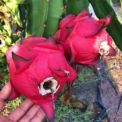 多批发一件整箱红肉蜜宝批发水果新鲜规格一号跨境金都火龙果电商