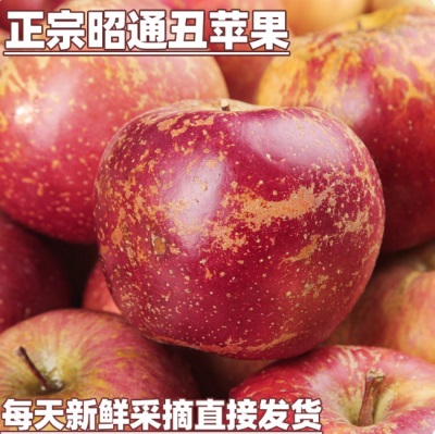 2025云南昭通丑苹果新鲜昭通市冰糖心丑苹果红富士孕妇水果当季