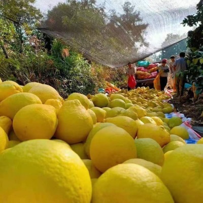 正宗广西沙田柚古钱底皮厚多籽容县沙田柚老树冰糖柚香柚沙田柚子