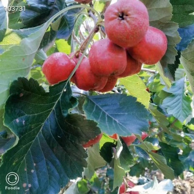 新鲜山楂果山东大五棱山楂大五棱小石榴酸楂糖葫芦原料5斤非甜红