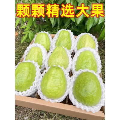 广西软糯奶油红心软芭乐新鲜5斤番石榴当季水果软心巴乐果鸡屎果