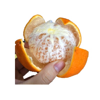 微花皮广西武鸣沃柑新鲜水果沃柑当季时令柑桔橘子汁多现摘现发香