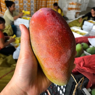 贵妃芒新鲜水果海南芒果当季水果红金龙贵妃芒果现摘现发香甜多汁