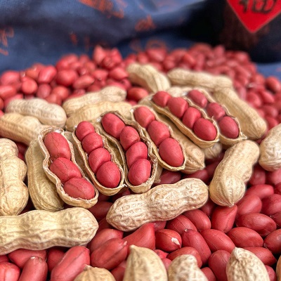 带壳红皮花生2025新货农家新鲜四粒红花生米自然晒干种子生的新货