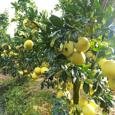 正宗广西沙田柚古钱底皮厚多籽容县沙田柚老树冰糖柚香柚沙田柚子