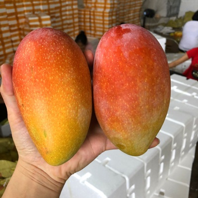 贵妃芒新鲜水果海南芒果当季水果红金龙贵妃芒果现摘现发香甜多汁