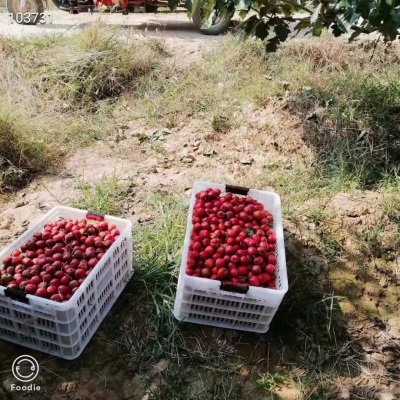 新鲜山楂果山东大五棱山楂大五棱小石榴酸楂糖葫芦原料5斤非甜红