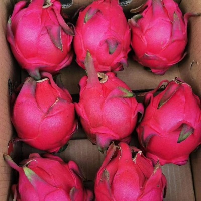 多批发一件整箱红肉蜜宝批发水果新鲜规格一号跨境金都火龙果电商