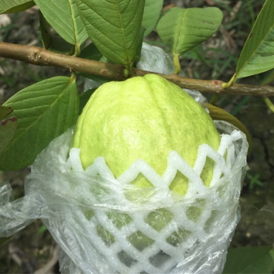 广西白心芭乐白心番石榴脆甜熟后软糯好吃现摘白心绿色食品