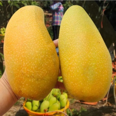 金煌芒海南新鲜当季热带水果水仙芒黄皮大芒果现摘一件代发