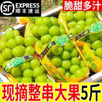 阳光玫瑰葡萄新鲜水果晴王提子青提大果整串国产整箱批发