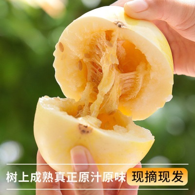 现货2026年山东蜜罐小蜜蜂冰糖脆甜瓜新鲜水果当季时令香瓜甜多汁