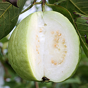 广西白心芭乐白心番石榴脆甜熟后软糯好吃现摘白心绿色食品