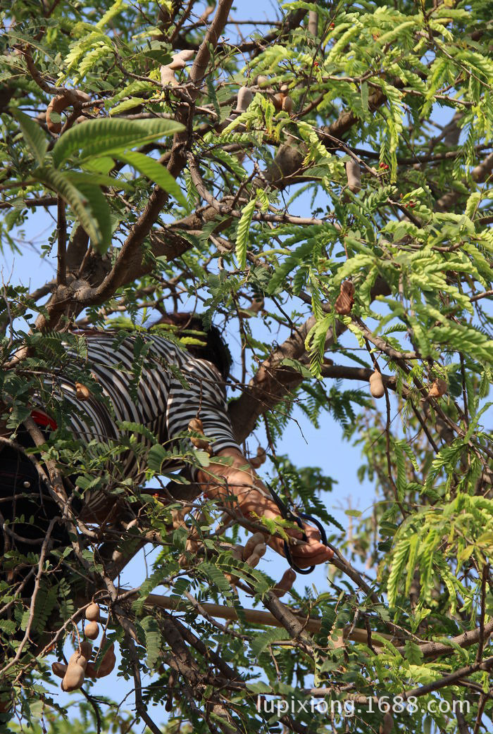 zhaisuanjiao_6167025