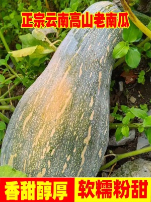 云南老南瓜农家自种当季新鲜粉面甜糯小宝宝辅食整箱蒸煮密本南瓜