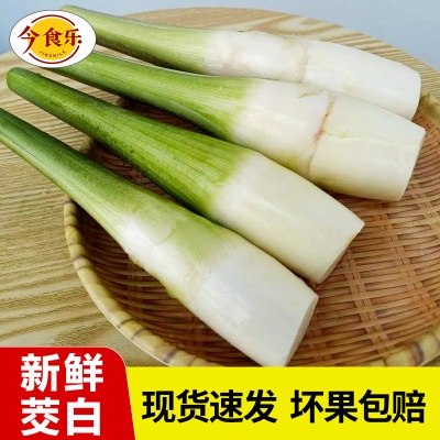 【现摘现发】云南新鲜高山茭白当季农家蔬菜茭瓜月子农家自种