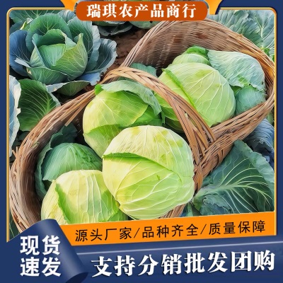 现摘四川莲花白新鲜包菜农家卷心菜绿甘蓝手撕白菜蔬菜5/10斤批发
