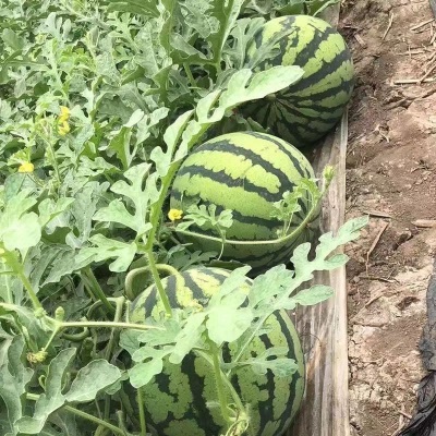 早佳8424西瓜种子早熟南方新品种大甜西瓜子种子盆栽