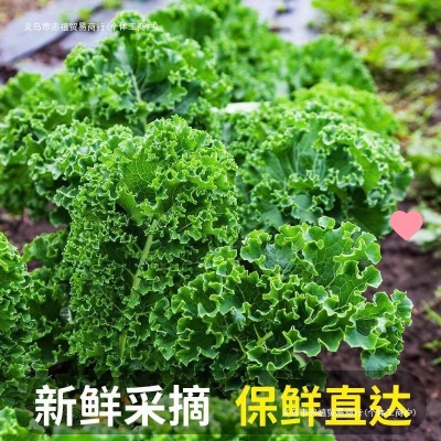 新鲜羽衣甘蓝叶轻食榨汁凉拌西餐沙拉食材新鲜寿光蔬菜其他全年