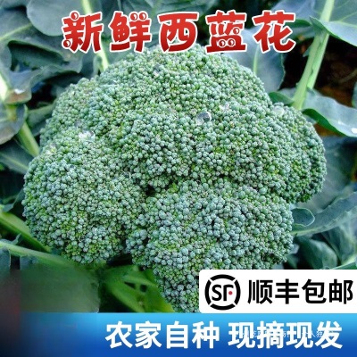 苏北农家现摘西兰花新鲜西蓝花绿青花菜花椰菜脆嫩菜花时令蔬菜