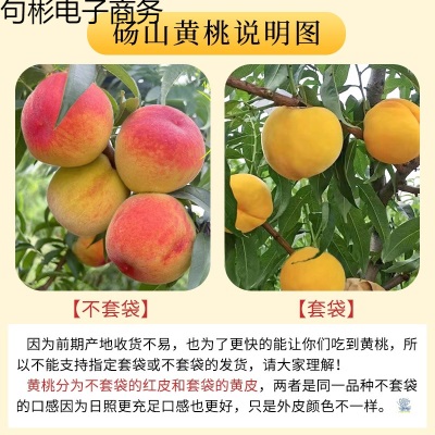 砀山黄桃10斤新鲜水果当季毛桃子整箱应季黄肉脆甜油蜜桃大果包邮