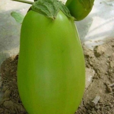河南新鲜绿茄子农家自种蔬菜现摘现发1斤3斤5斤青茄子亚马逊包邮