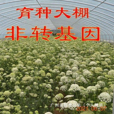 老品种新鲜胡萝卜带泥红萝卜农家宝宝水果蔬菜非转基因拍一单五斤
