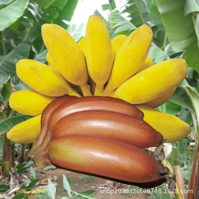 正宗红美人苹果粉香蕉双拼红皮蕉新鲜现砍当季水果红皮孕妇包邮