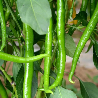 辣椒新鲜特辣3-5斤自家种植青线椒蔬菜新鲜辣椒细辣椒尖椒批发