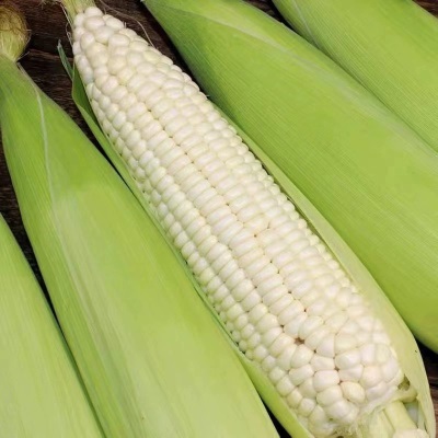 水果玉米黄甜水果玉米10斤蔬菜新鲜现摘甜玉米超甜即食玉米代