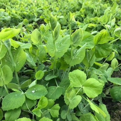 顺丰包邮现摘四川新鲜豌豆尖豌豆苗时令蔬菜应季蔬菜煮汤火锅食材