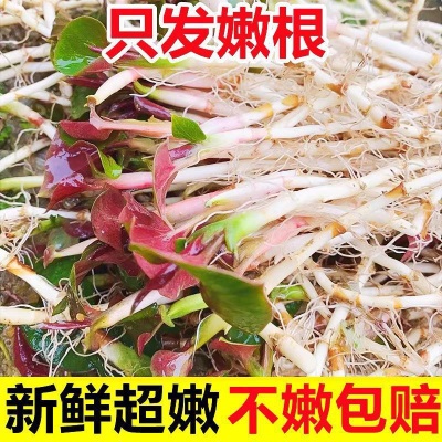鱼腥草折耳根5斤新鲜嫩芽凉拌下饭菜贵州特产湖北四川拌香菜野菜